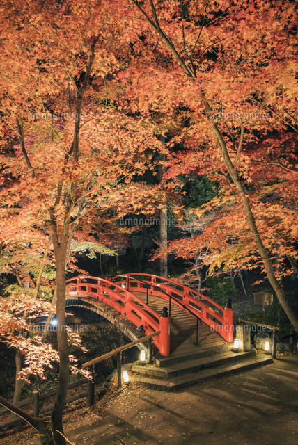 紅葉の北野天満宮 もみじ苑 鶯橋 ライトアップ の写真素材 イラスト素材 アマナイメージズ