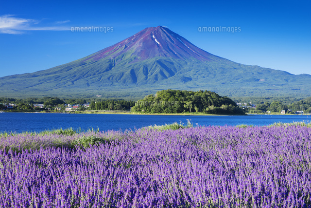 富士山とラベンダー［61センチ×51センチ］油彩画 ラベンダー咲く大石公園より河口湖と富士山[25516045131]の写真