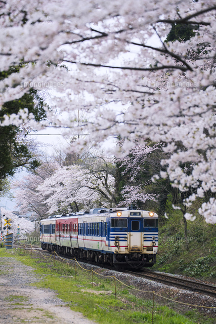 桜咲く磐越西線 咲花駅[25516046907]の写真・イラスト素材｜アマナ