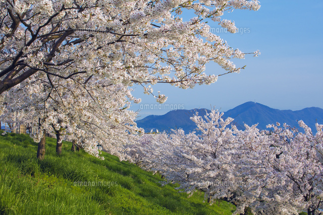 大河津分水桜並木と弥彦山[25516046994]の写真・イラスト素材｜アマナ