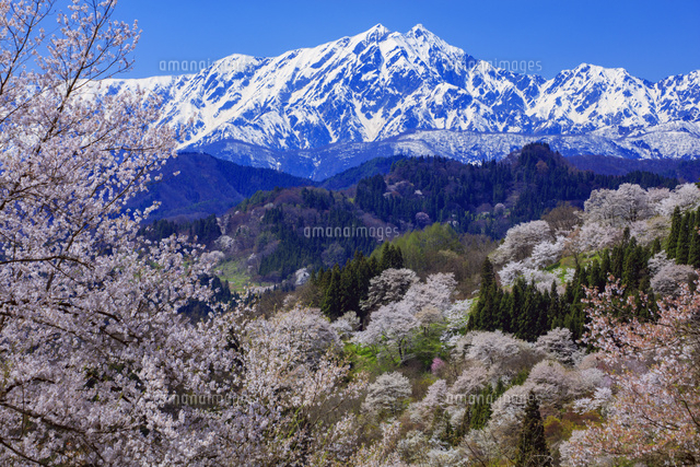 二反田の桜と北アルプス(鹿島槍ヶ岳)[25516047106]の写真・イラスト