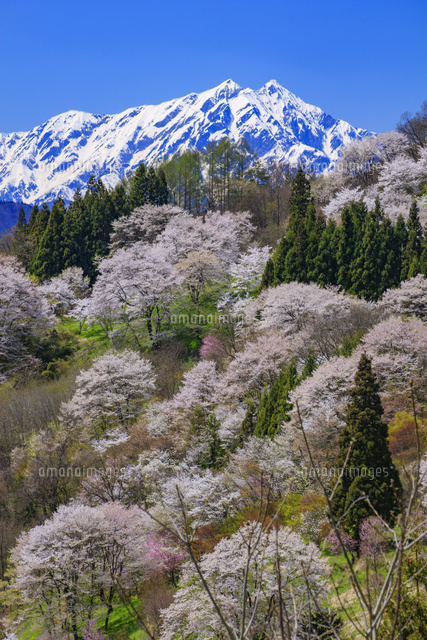 二反田の桜と北アルプス(鹿島槍ヶ岳)[25516047205]の写真・イラスト