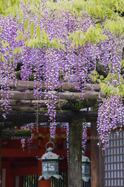 春日大社 砂ずりの藤 の写真素材 イラスト素材 アマナイメージズ