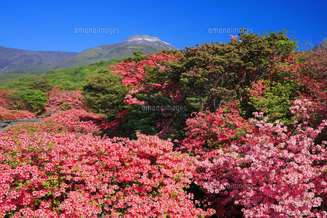 ヤマツツジ咲く八幡のツツジ園地より茶臼岳 那須岳 那須高原 の写真素材 イラスト素材 アマナイメージズ