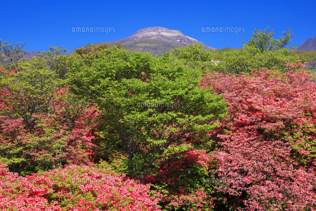 ヤマツツジ咲く八幡のツツジ園地より茶臼岳 那須岳 那須高原 の写真素材 イラスト素材 アマナイメージズ