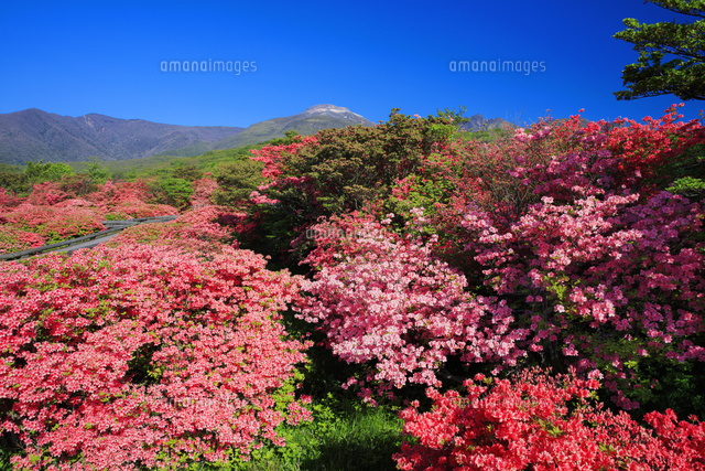 ヤマツツジ咲く八幡のツツジ園地より茶臼岳 那須岳 那須高原 の写真素材 イラスト素材 アマナイメージズ