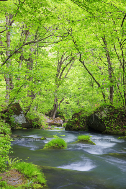奥入瀬新緑 新緑の奥入瀬渓流（青森県 奥入瀬川）：東北の川風景 100景