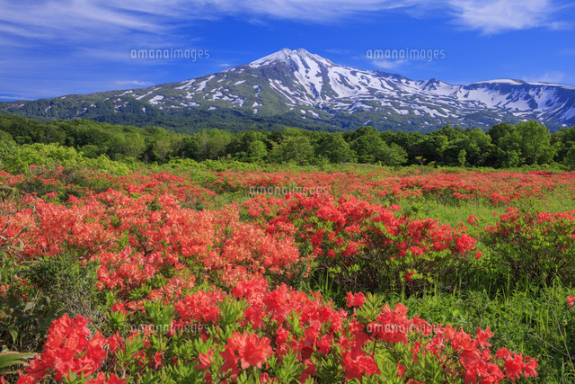 レンゲツツジ咲く桑ノ木台湿原より鳥海山(出羽富士)[25516048263]の