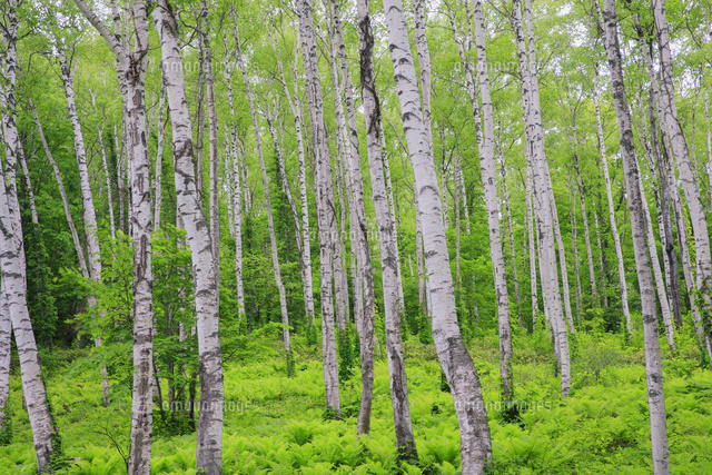 白樺林 平庭高原 の写真素材 イラスト素材 アマナイメージズ
