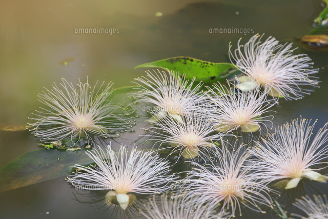 平久保サガリバナ群落 石垣島 の写真素材 イラスト素材 アマナイメージズ