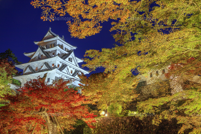 紅葉の郡上八幡城ライトアップ の写真素材 イラスト素材 アマナイメージズ
