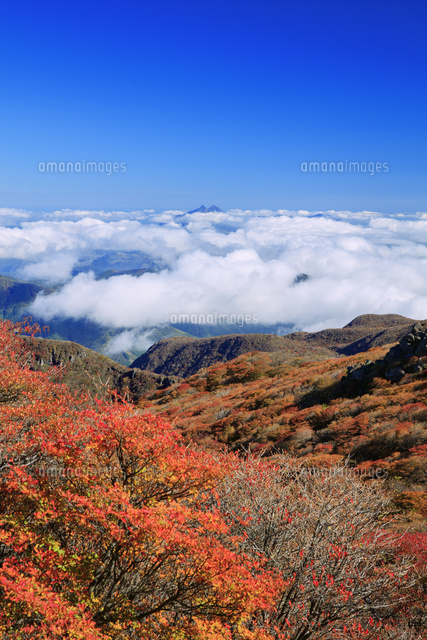 くじゅう連山 紅葉の大船山より雲海と由布岳 豊後富士 の写真素材 イラスト素材 アマナイメージズ