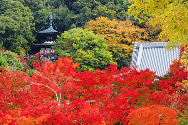 紅葉の永観堂(禅林寺) 多宝塔[25516050062]の写真・イラスト素材