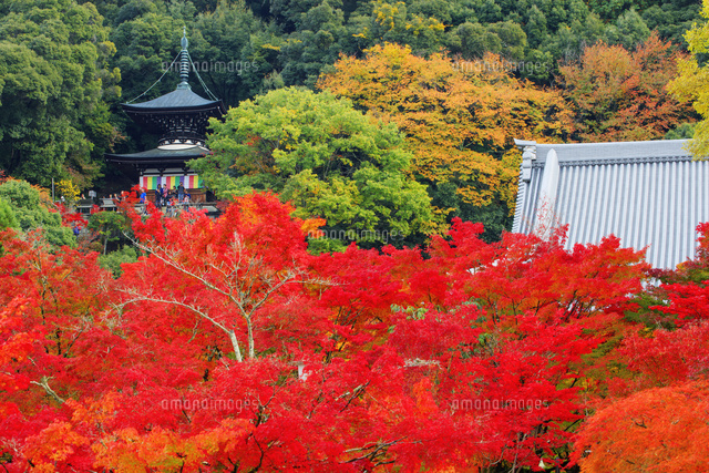 紅葉の永観堂(禅林寺) 多宝塔[25516050062]の写真・イラスト素材