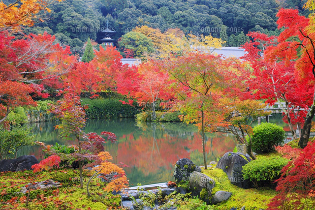 紅葉の永観堂(禅林寺) 多宝塔[25516050062]の写真・イラスト素材