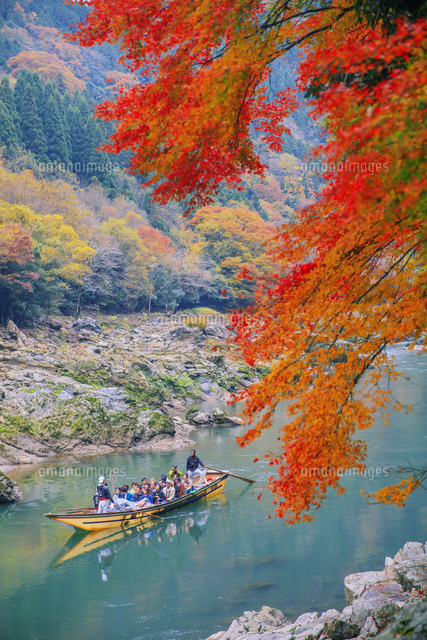 紅葉の保津川と保津川下り[25516050098]の写真・イラスト素材｜アマナ