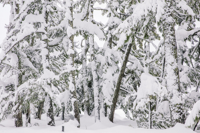 雪の天橋立 松林 の写真素材 イラスト素材 アマナイメージズ