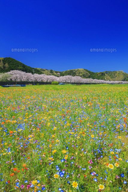 お花畑と那賀川沿いの桜並木[25516050835]の写真・イラスト素材