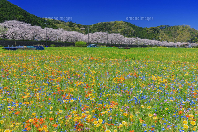 お花畑と那賀川沿いの桜並木[25516050835]の写真・イラスト素材