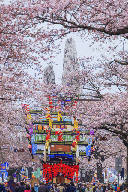 日立さくらまつり 桜と日立風流物 の写真素材 イラスト素材 アマナイメージズ