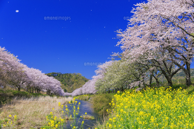 菜の花と那賀川沿いの桜並木と桜吹雪[25516050954]の写真・イラスト 