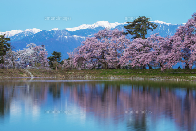 六道の堤の桜と中央アルプス朝景 の写真素材 イラスト素材 アマナイメージズ