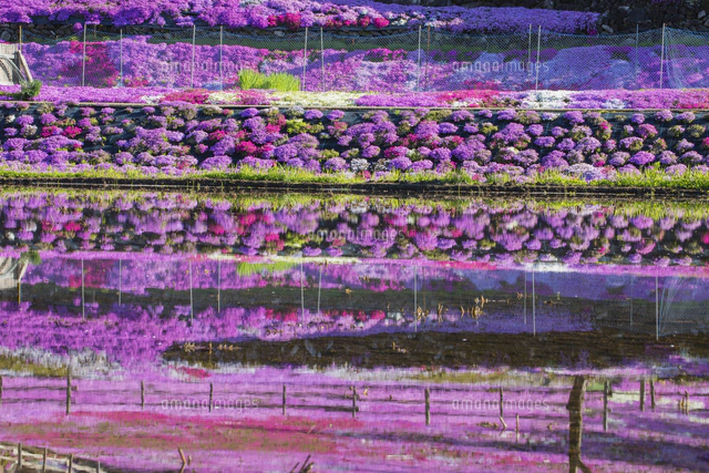 國田家の芝桜の写真素材 ストックフォト アマナイメージズ