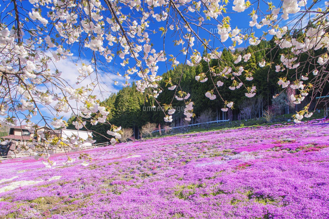 國田家の芝桜の写真素材 ストックフォト アマナイメージズ