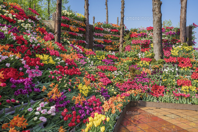 となみチューリップフェア 砺波チューリップ公園 の写真素材 イラスト素材 アマナイメージズ