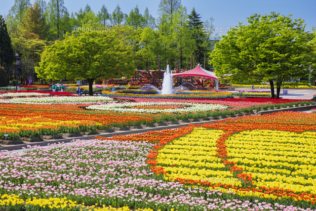 となみチューリップフェア 砺波チューリップ公園 の写真素材 イラスト素材 アマナイメージズ