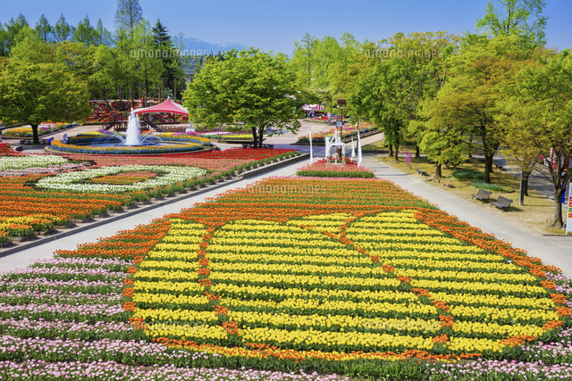 となみチューリップフェア 砺波チューリップ公園 の写真素材 イラスト素材 アマナイメージズ