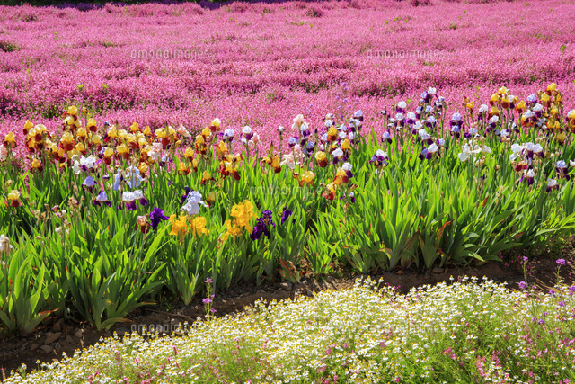 フクロナデシコとジャーマンアイリスの花畑 の写真素材 イラスト素材 アマナイメージズ