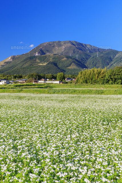 ソバの花と伊吹山 の写真素材 イラスト素材 アマナイメージズ