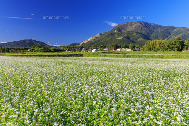 ソバの花と伊吹山 の写真素材 イラスト素材 アマナイメージズ