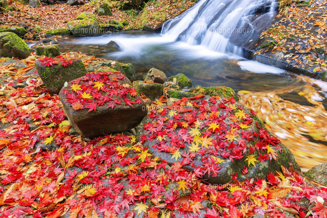 紅葉の宇津江四十八滝 平滝と函滝[25516052742]の写真・イラスト素材
