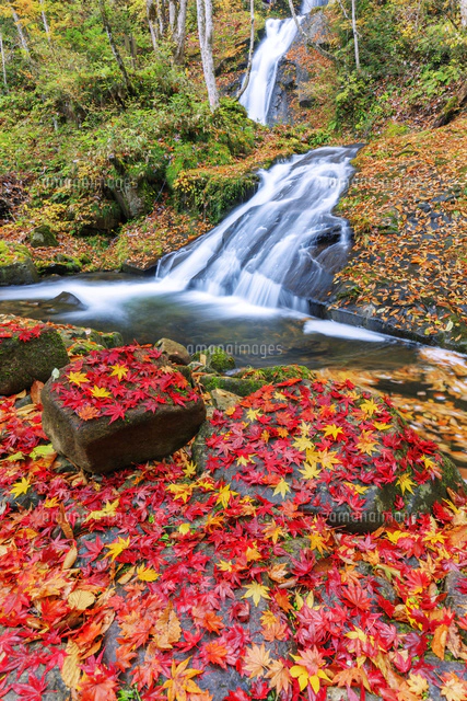 紅葉の宇津江四十八滝 平滝と函滝[25516052742]の写真・イラスト素材