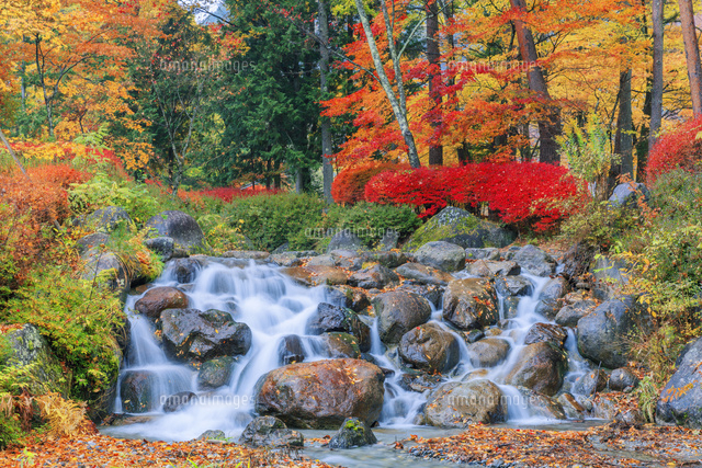 紅葉の駒ヶ根高原 菅の台水と文化の森公園[25516052977]の写真
