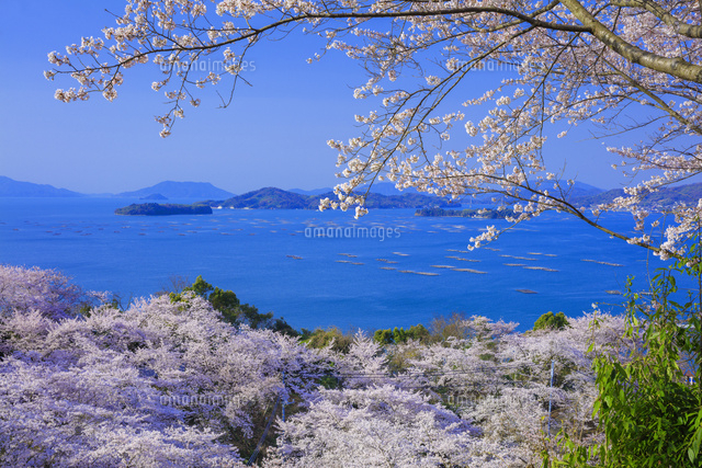 油絵 絵画【春の瀬戸内、淡い夢】桜 瀬戸内海 A4 額縁付 原画 一点物