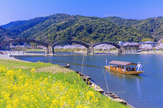 菜の花と桜咲く錦川と錦帯橋 春の遊覧船 さくら舟[25516053675]の写真