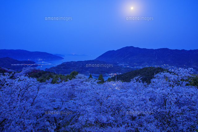 月夜桜 月夜桜 | GANREF