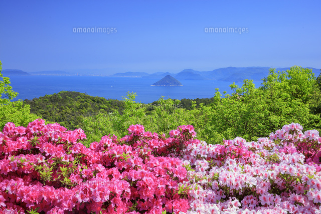 ツツジ咲く王子ヶ岳より瀬戸内海 大槌島[25516054176]の写真・イラスト