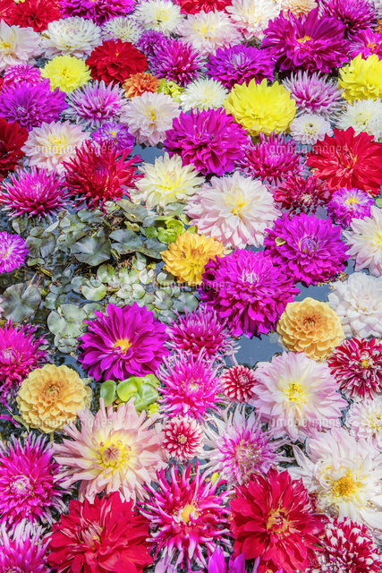 岡寺 華の池 の写真素材 イラスト素材 アマナイメージズ