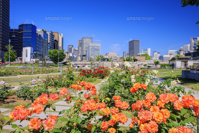 中之島バラ園よりビル街 の写真素材 イラスト素材 アマナイメージズ