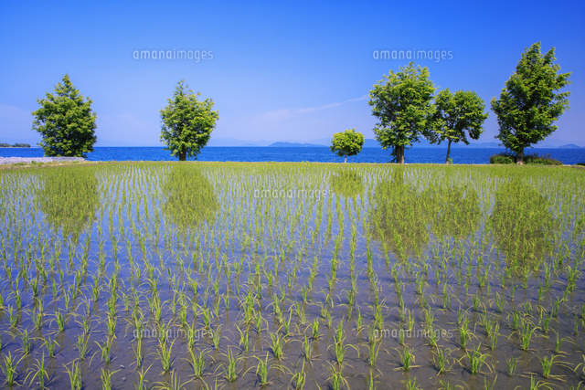 早苗の頃の田んぼと琵琶湖[25516054474]の写真・イラスト素材｜アマナ