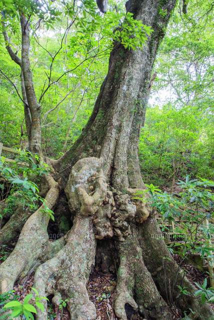 大和浜のオキナワウラジロガシ 奄美大島 の写真素材 イラスト素材 アマナイメージズ