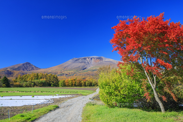 紅葉と道と浅間山 の写真素材 イラスト素材 アマナイメージズ