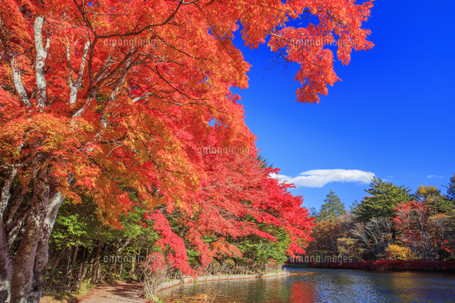 紅葉の雲場池 軽井沢[25516055267]の写真・イラスト素材｜アマナ