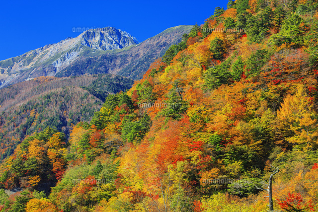 南アルプス林道より紅葉の白鳳渓谷と南アルプス 北岳 の写真素材 イラスト素材 アマナイメージズ