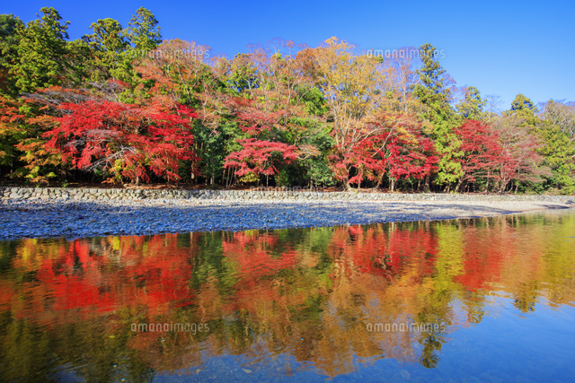 伊勢神宮 内宮 紅葉と五十鈴川 御手洗場 の写真素材 イラスト素材 アマナイメージズ 伊勢神宮 内宮 紅葉と五十鈴川 御手洗場 の写真素材 イラスト素材 アマナイメージズ