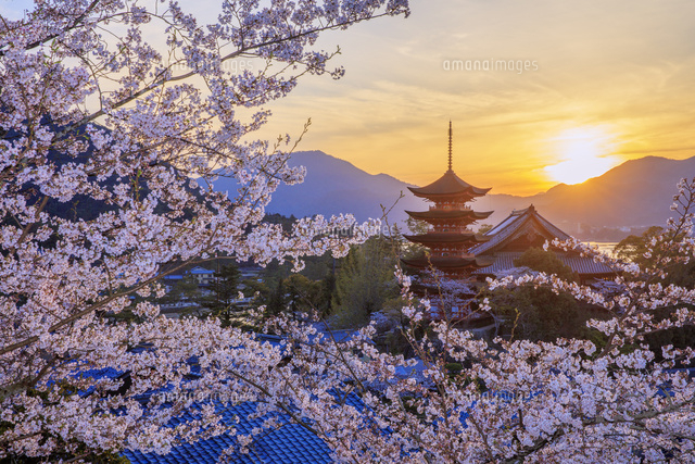 桜咲く宮島 五重塔と千畳閣と夕日[25516056493]の写真・イラスト素材
